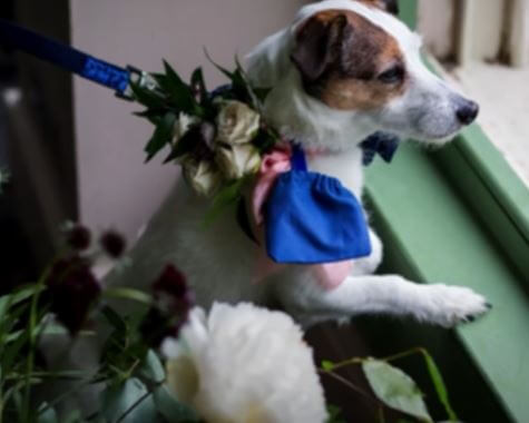 Cerys Morgan and Russell Howard dog Archie was a ring bearer at their wedding.